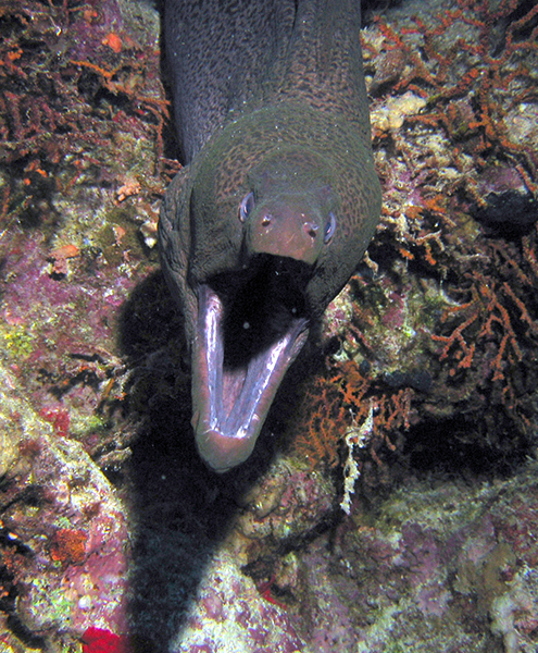 Moray Eel